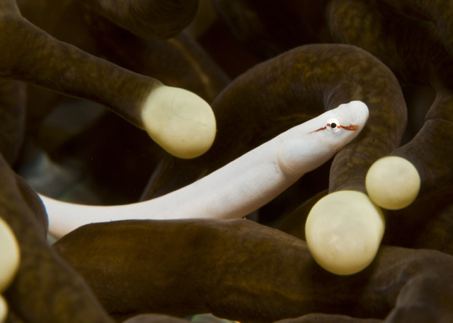 07_Mushroom Pipefish.jpg